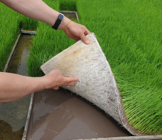 가루쌀, 철저한 육묘 관리로 건강한 모 키우세요.