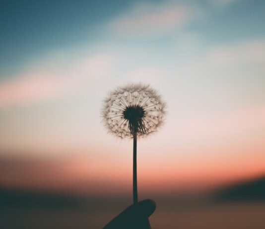 평화로운 마음을 찾아가는 여정, 명상의 힘 person holding dandelion flower