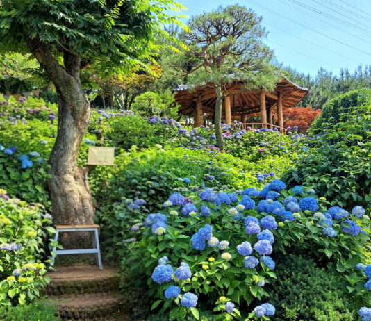 한여름의 ‘꽃물결’… 7월 수놓은 수목원·정원으로 떠나보세요!
