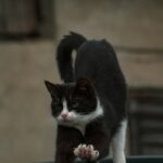 일상 속 ‘마이크로 운동’ 트렌드, 바쁜 현대인을 위한 움직임 혁명 A black and white cat standing on top of a car