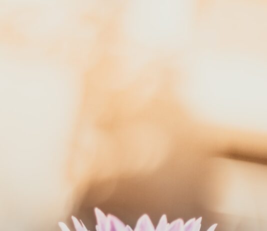 ‘마음 챙김’의 힘, 일상 속 작은 변화에서 찾다 shallow focus photography of purple flower