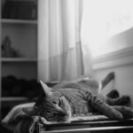 “운동은 쉬는 것까지가 운동이다”… 피로를 지우는 ‘액티브 리커버리’ cat lying on pet bed