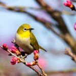 일상에서 실천하는 정신건강 관리, 소소한 변화로 지키는 마음의 평화 yellow bird on Sakura tree